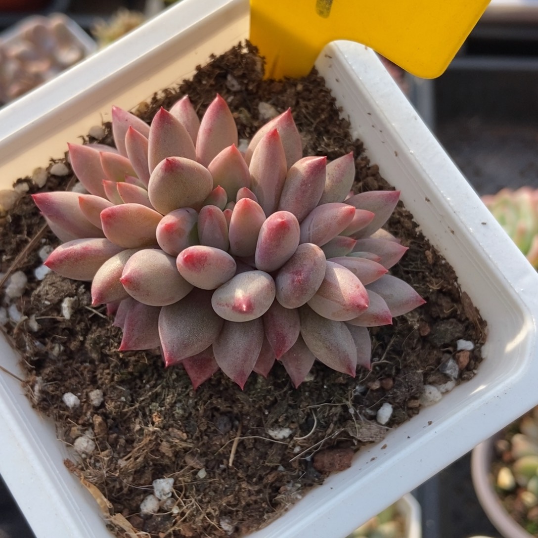 917金鱼姬多肉植物