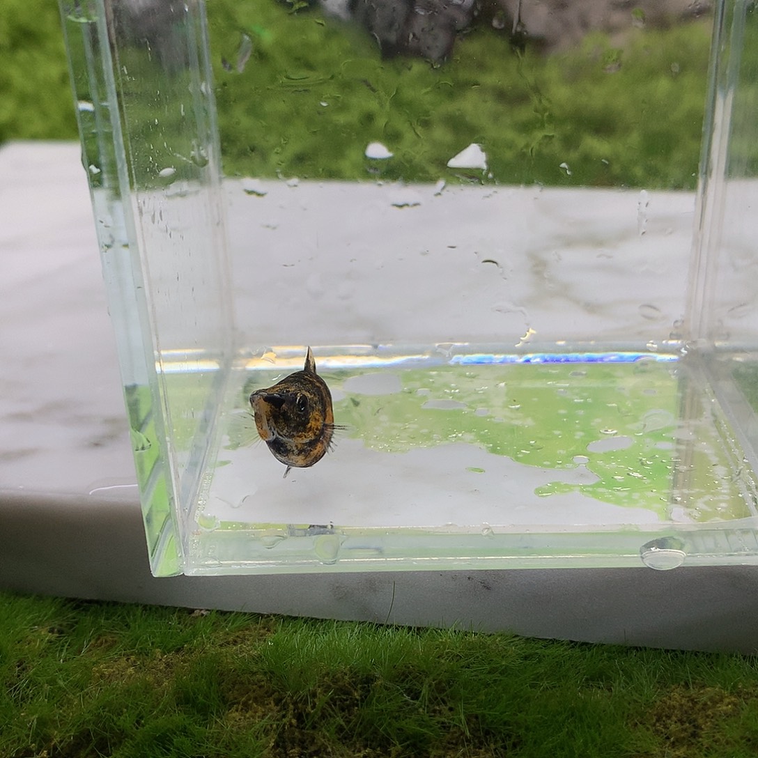 海水鱼1条老虎压成