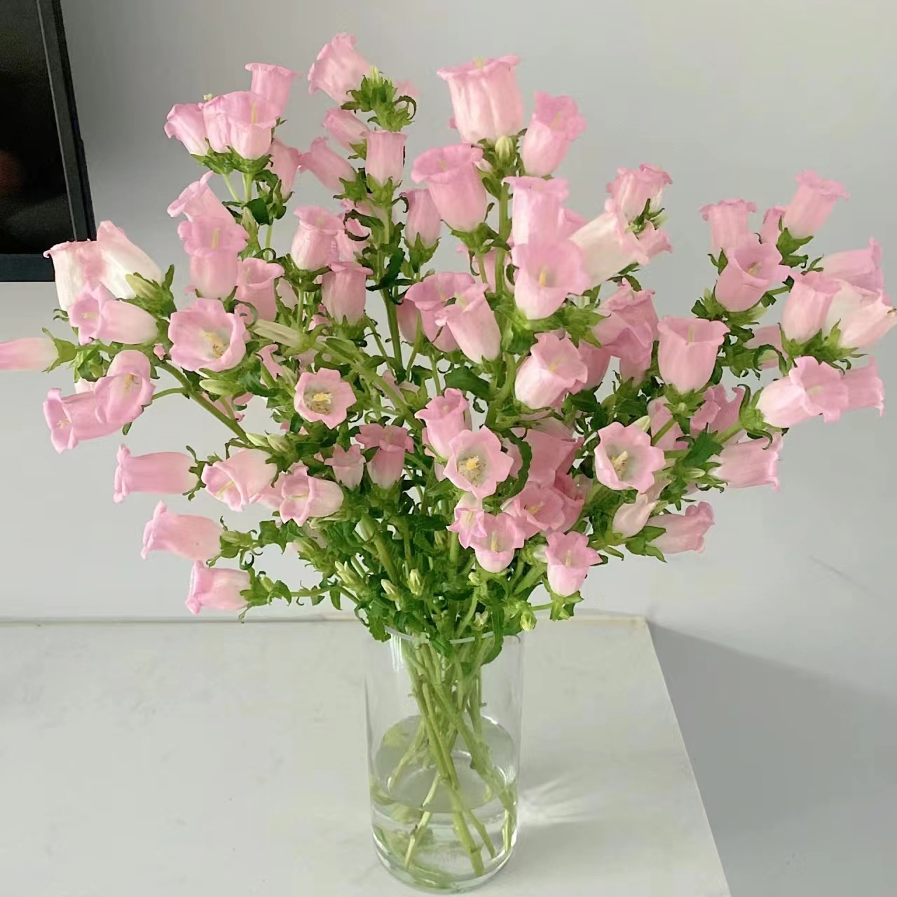 1扎粉色风铃花 【两单顺丰冷链或京东快递】云南鲜花水养 爆花神器