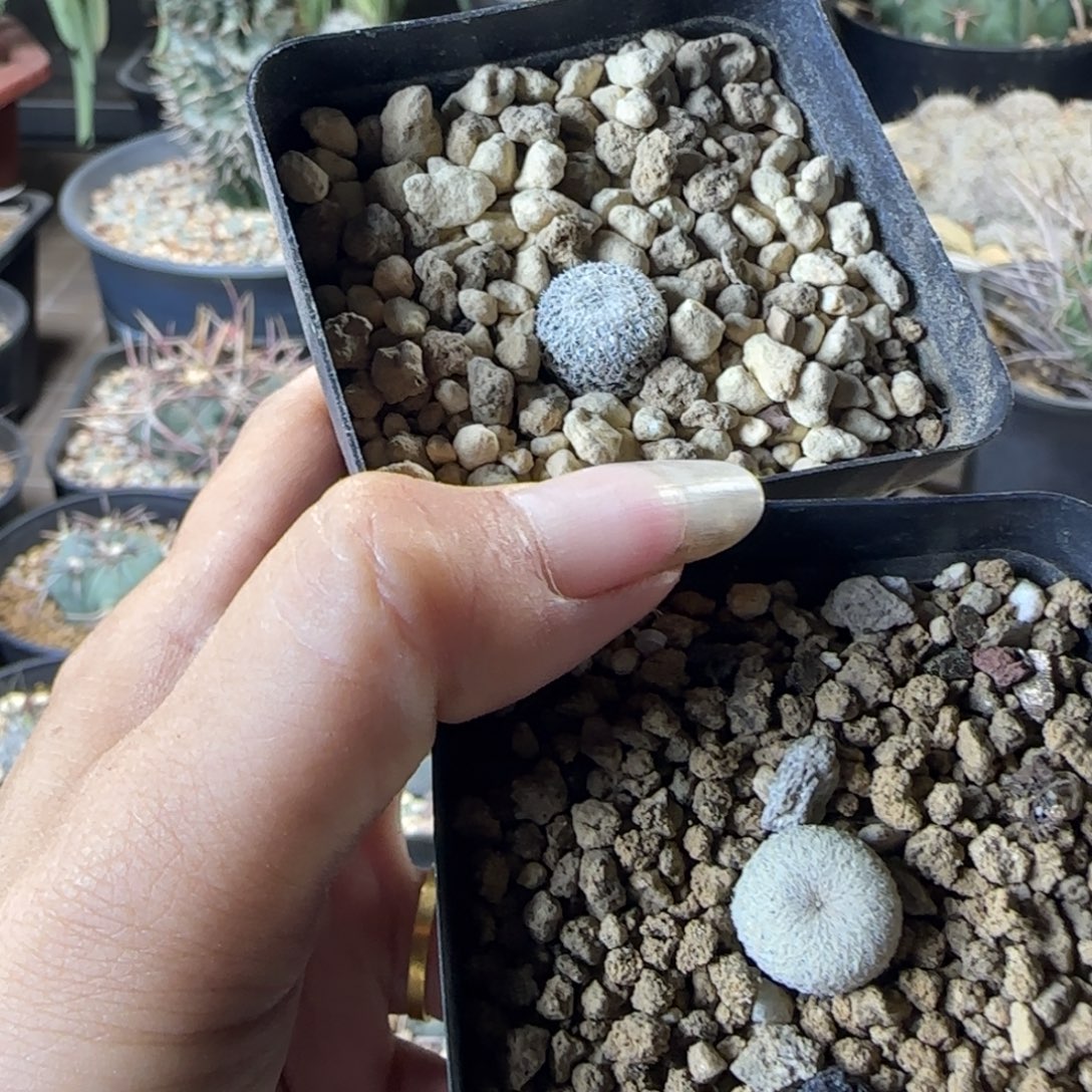 524实生小人帽➕伊朗丸多肉