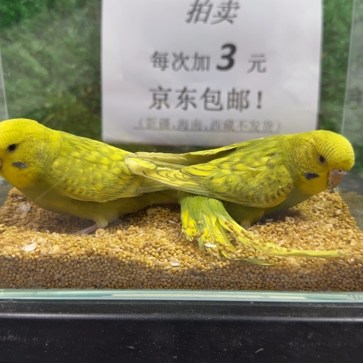 虎皮鹦鹉大头虎皮鹦鹉
