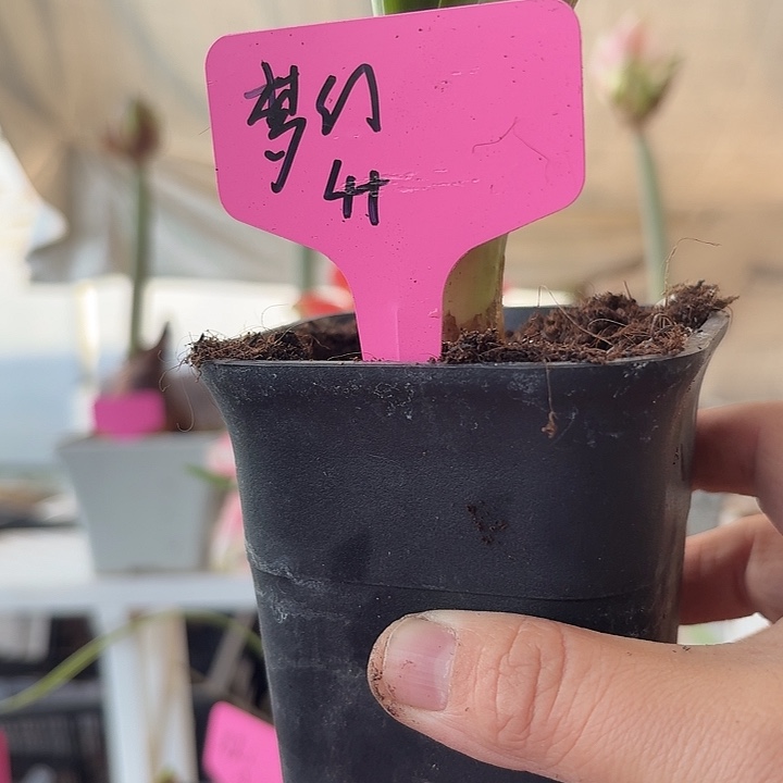 无花朵梦幻朱顶红直径4cm