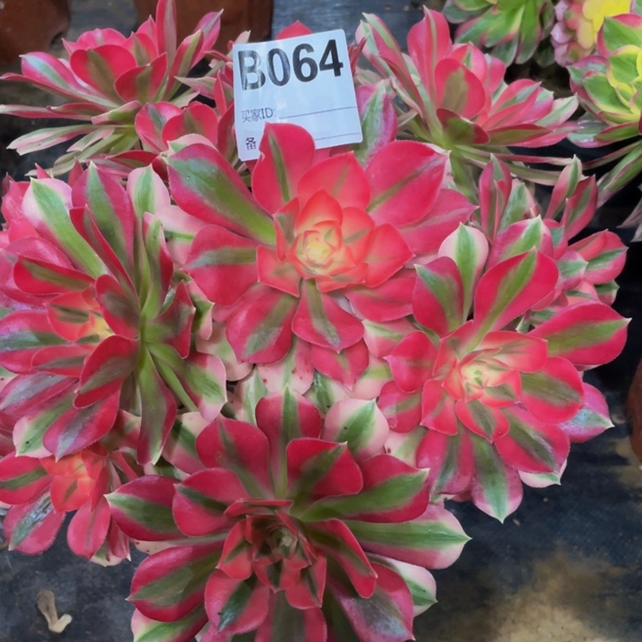 064女巫111111多肉