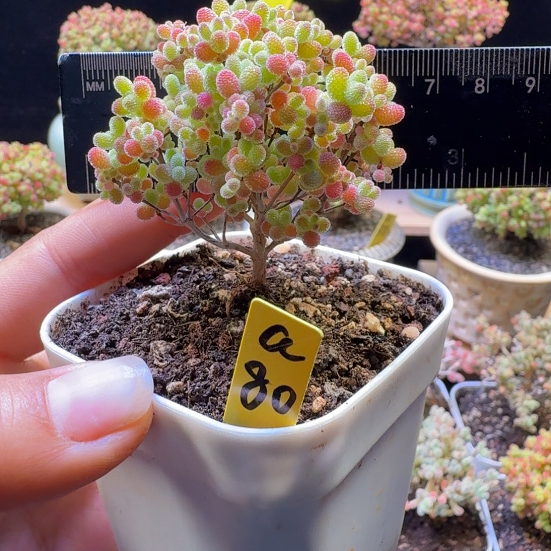 a80号橘子糖冠服6厘米左右