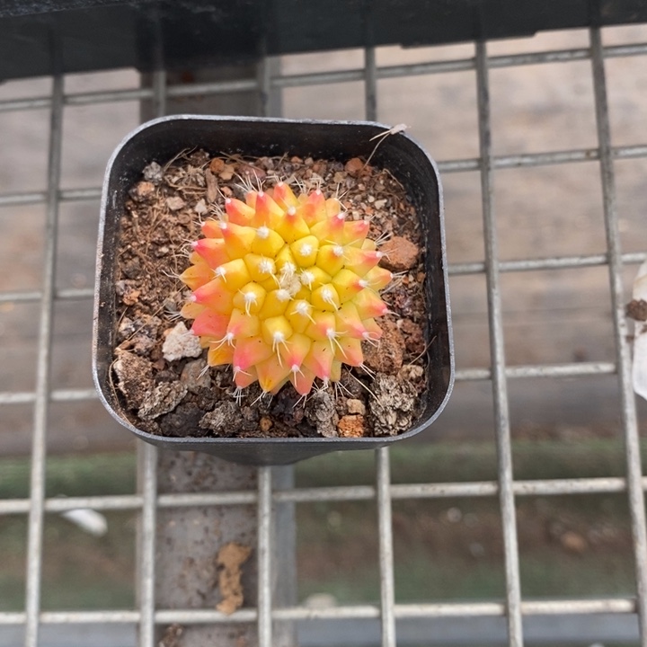 伯克利和格兰的故事也很