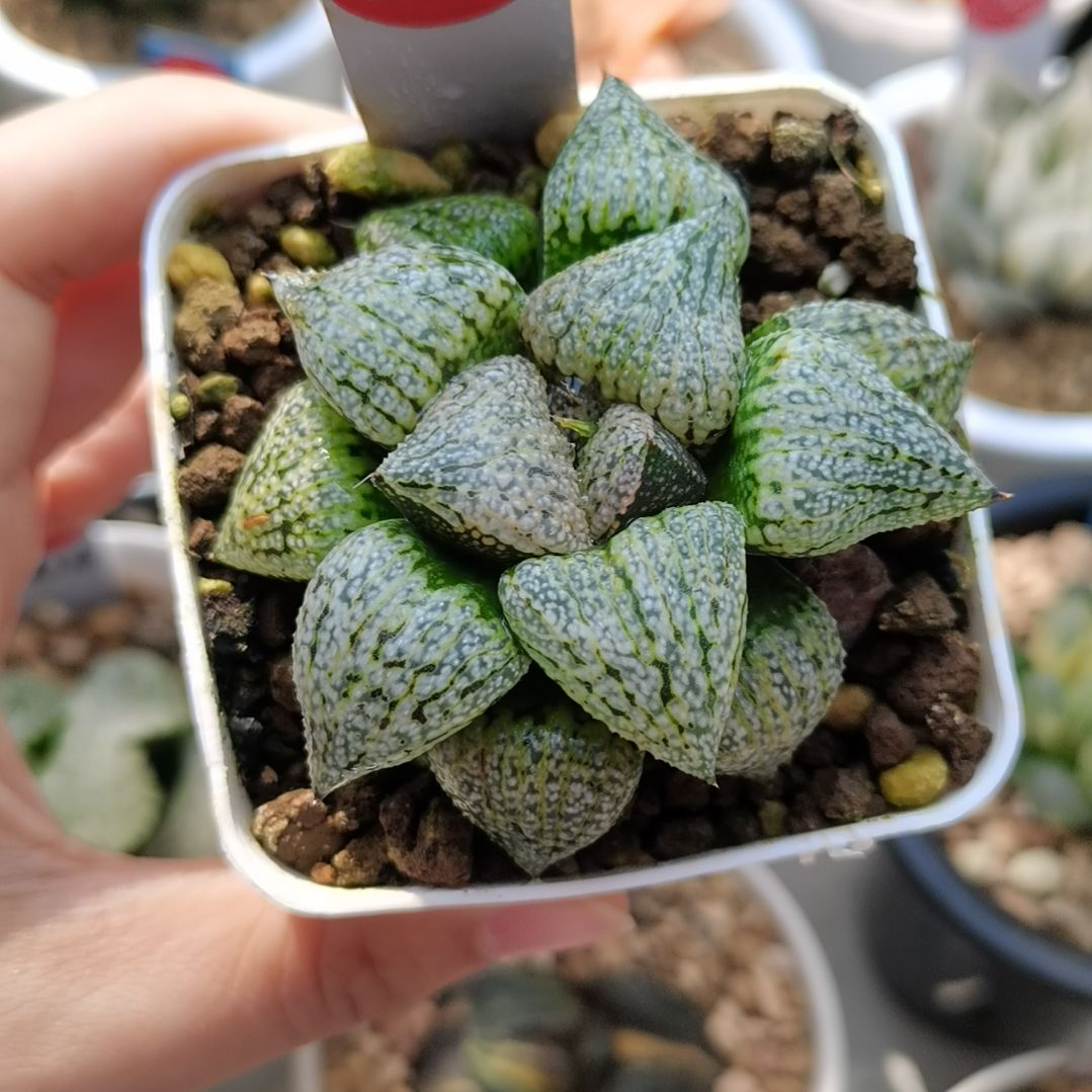 28号白银一物一拍带盆土发货