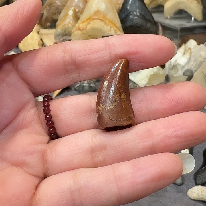 多***能PVC精品巨齿鲨牙齿化石