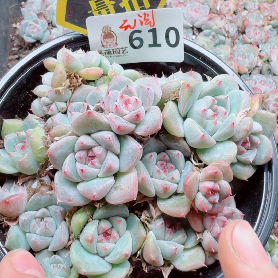 多肉植物多肉植物