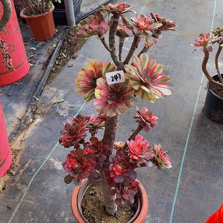 X***头架接0000000000247号