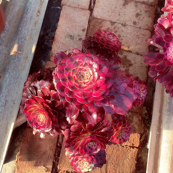 美姬的，多肉植物