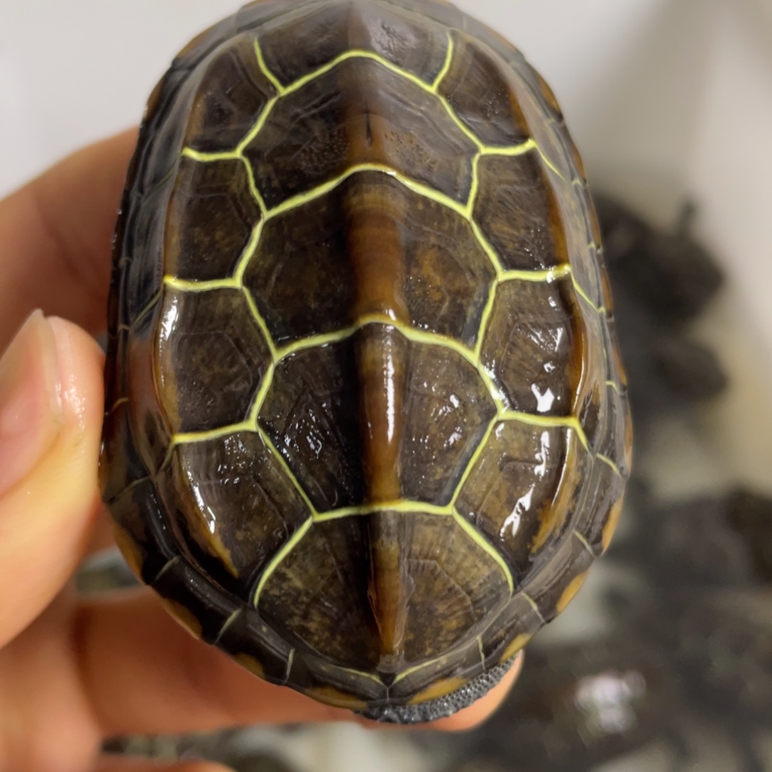 苏北金线冷水草龟