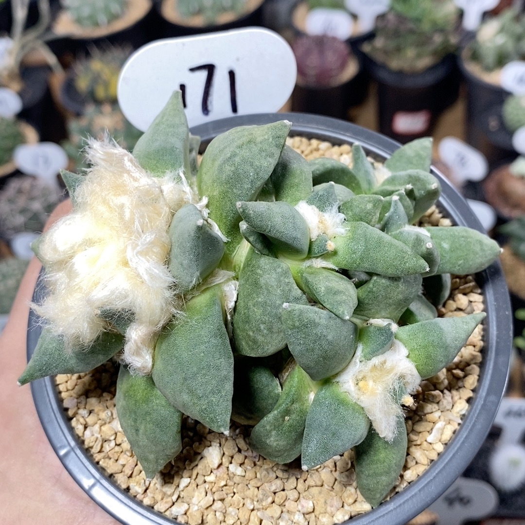 171号群生岩牡丹10.8cm