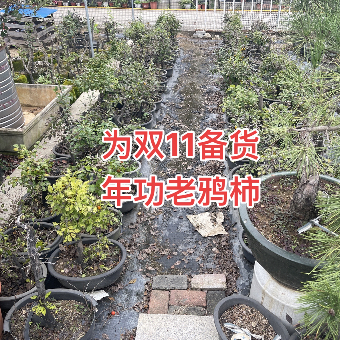 『艺滁树州园艺』直播间老鸦柿代拍链接 【仅供直播间专用】