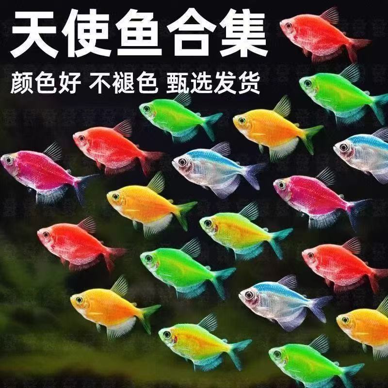 【天使鱼】小型热带观赏鱼颜色丰富群游好养适合新手饲养