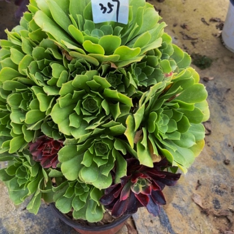 绿羊绒嫁接朵朵多肉357多肉