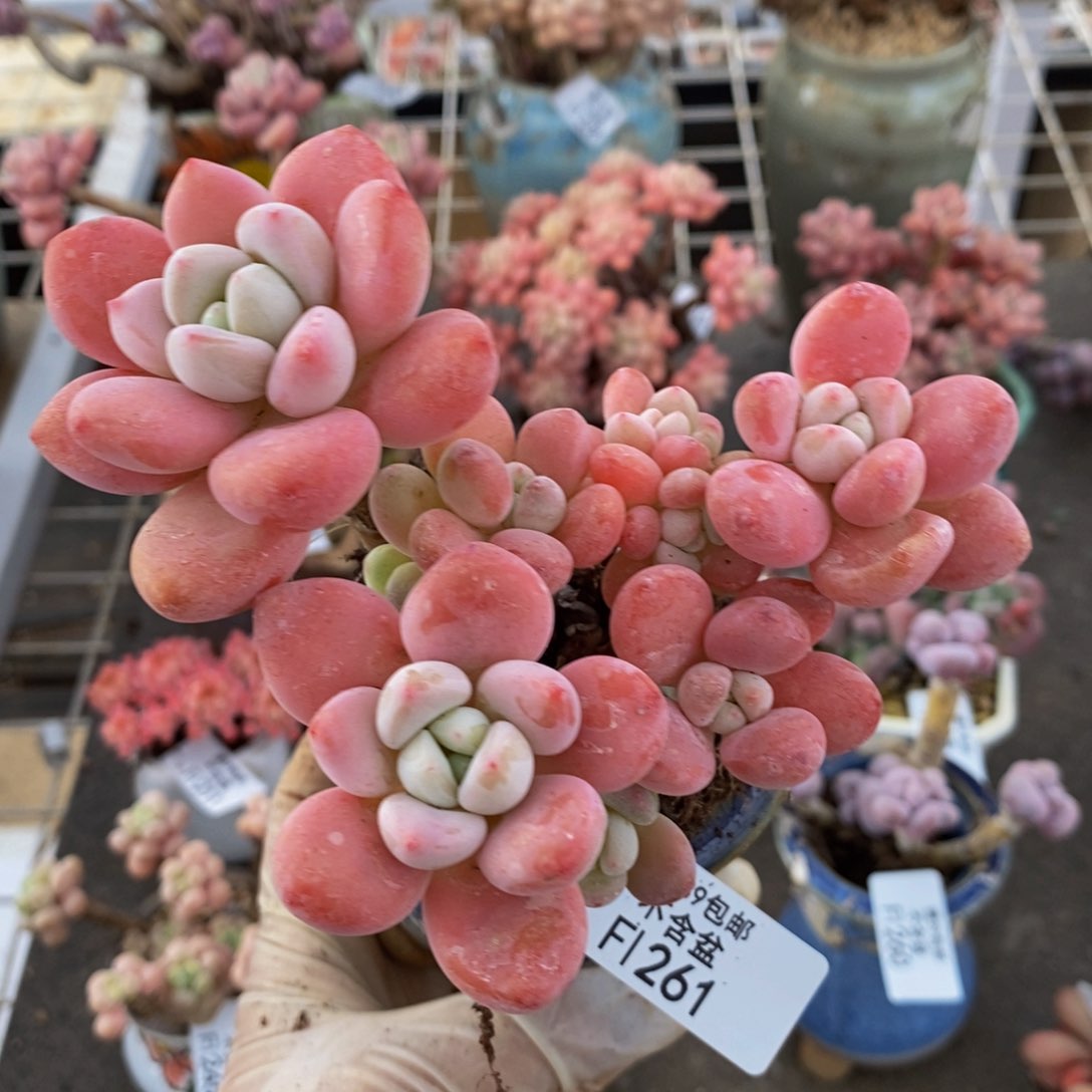 樱花洛神261/10c m