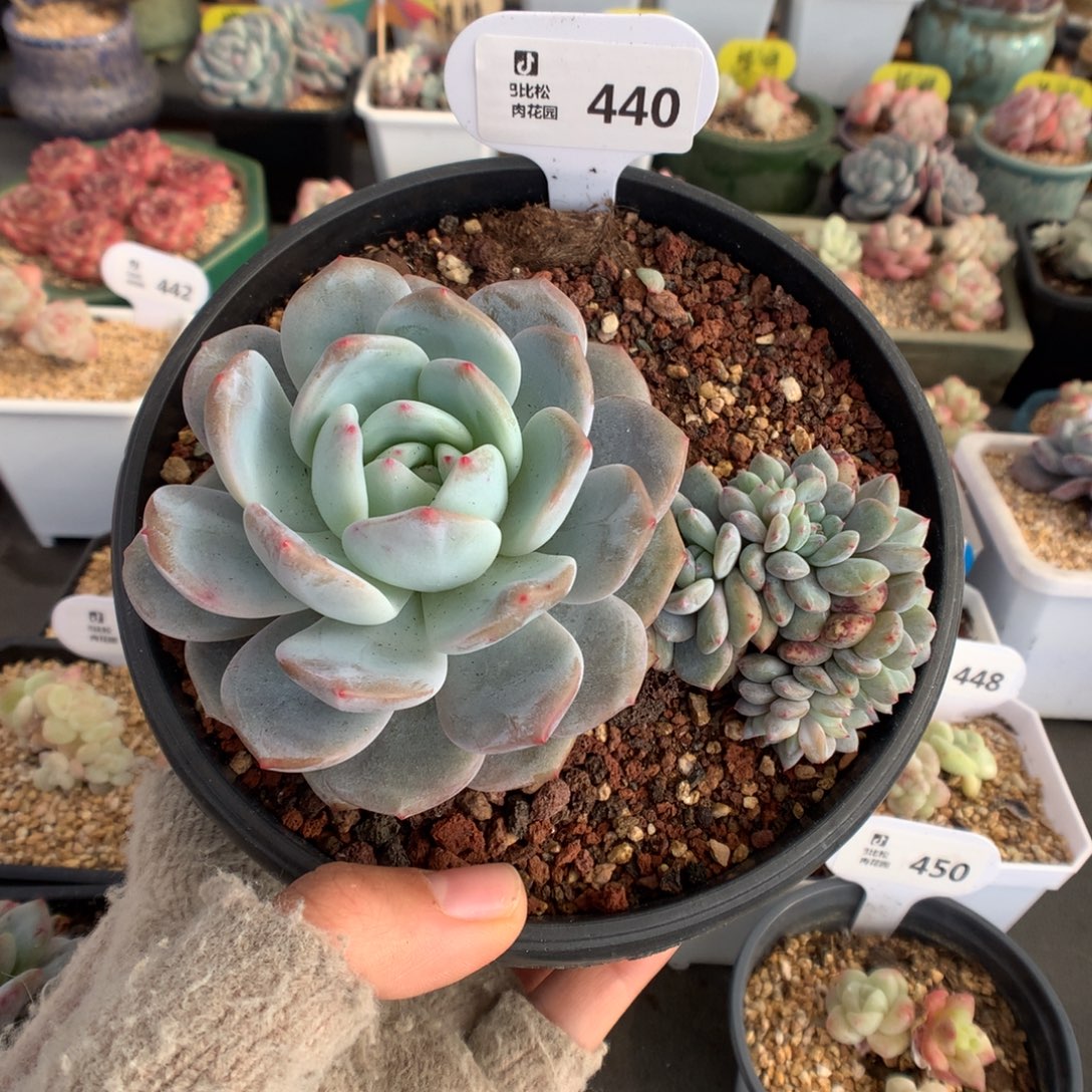 440梦露缀化多肉植物