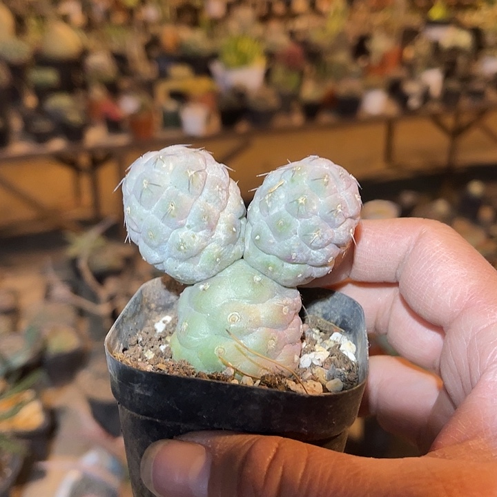 满38包邮2天凑单，脱土晾根发货多肉植物米奇习志野