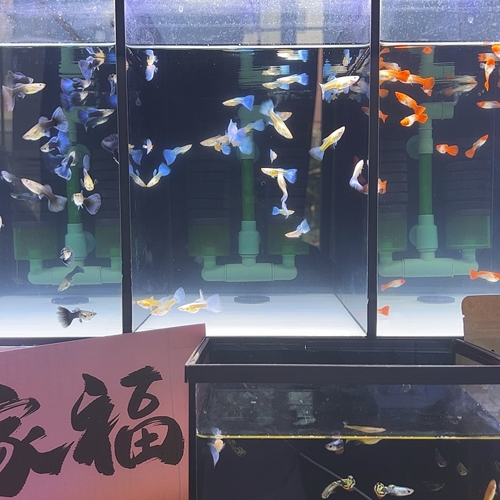 孔雀鱼天空蓝5对，蓝礼服3对