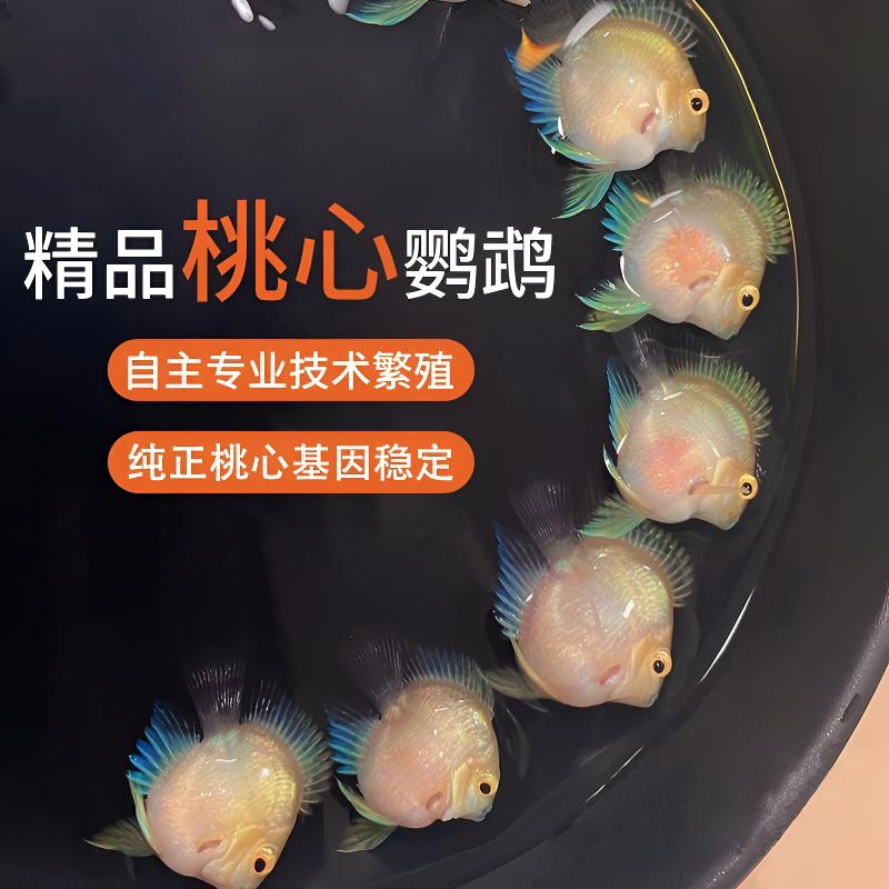 精品台系超A缩尾胭脂粉宝蓝白金摩卡迷你鹦鹉鱼