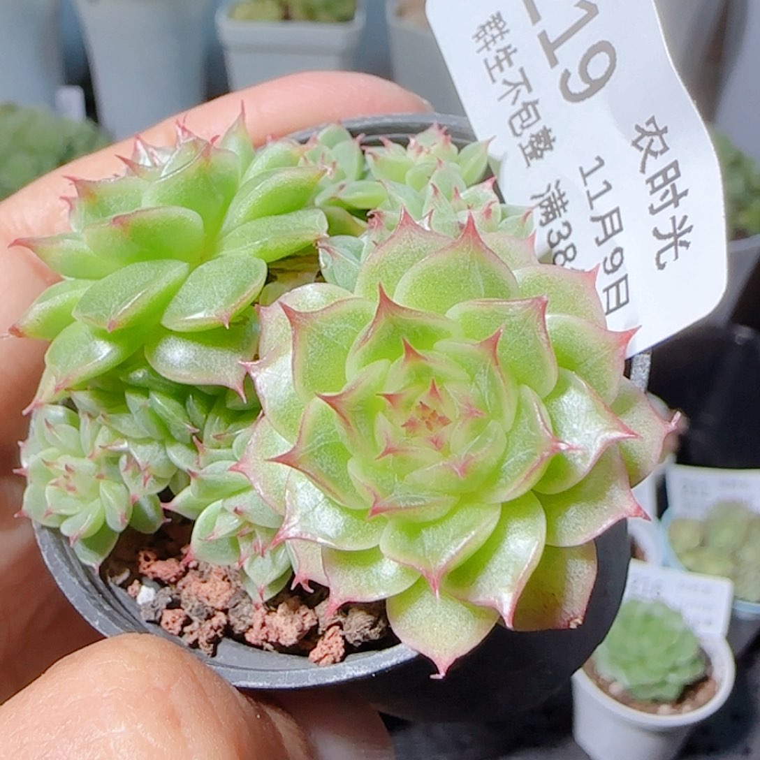 1109-219海王优选