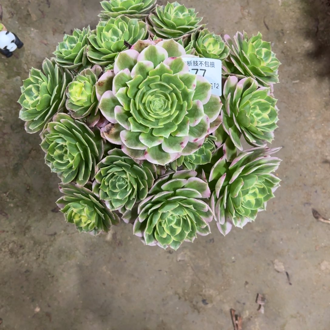 任***姐677海王多肉植物法师