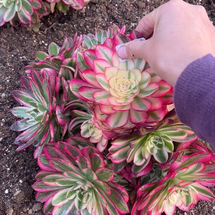 527荔枝多肉植物