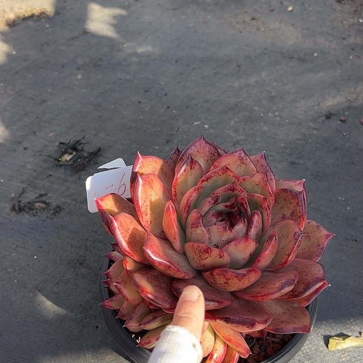 左***月29罗刹带盆一个多肉