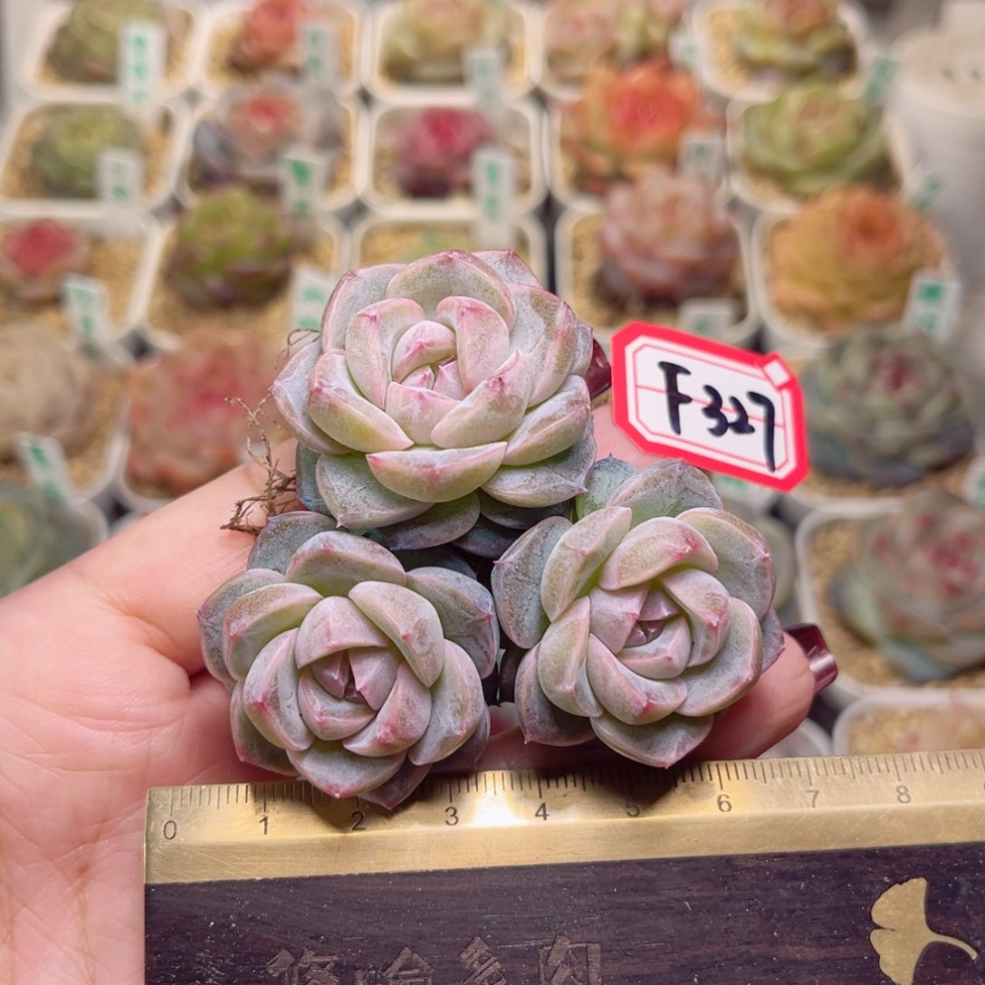 F327一物一拍 白日梦