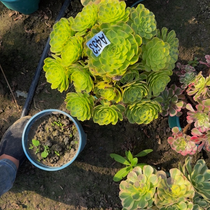 雨荷花30-3包邮花花