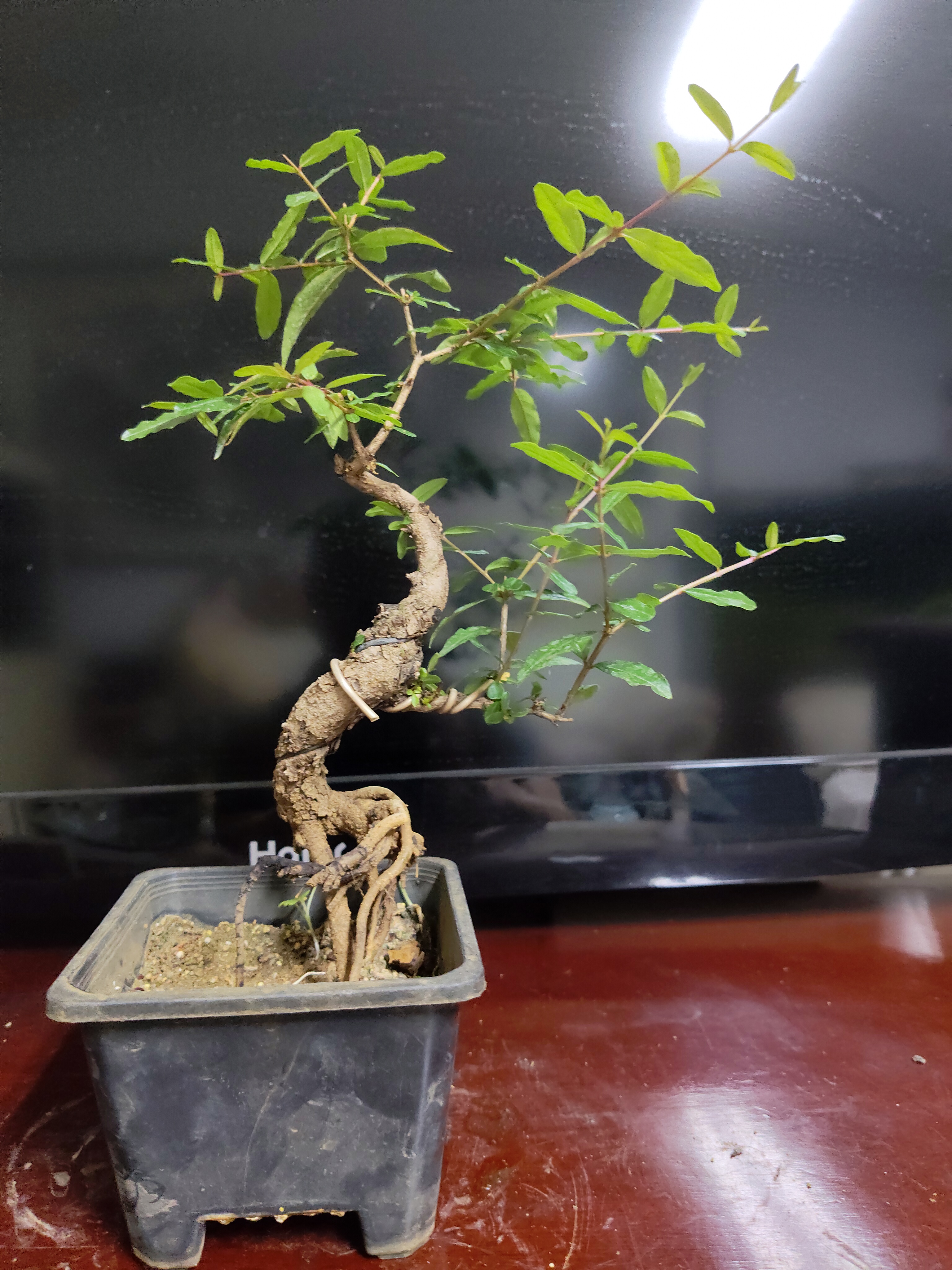 石榴盆景精品熟粧，提根，观花，观果精品小老桩