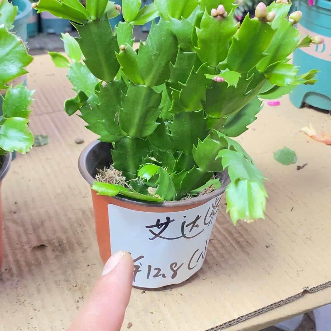 无花朵粉色艾达小盆苗福利