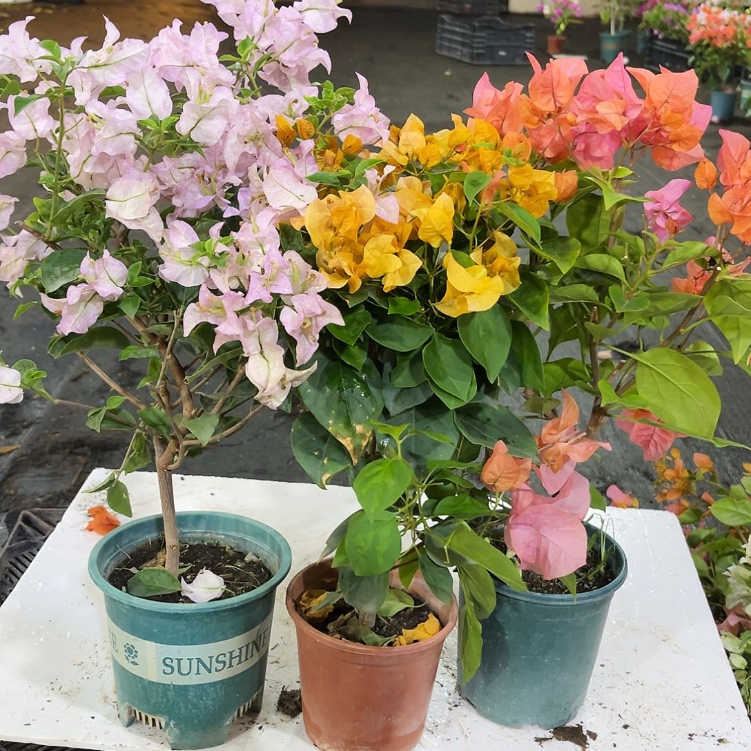 完全开放加州黄，丽娜，波妹