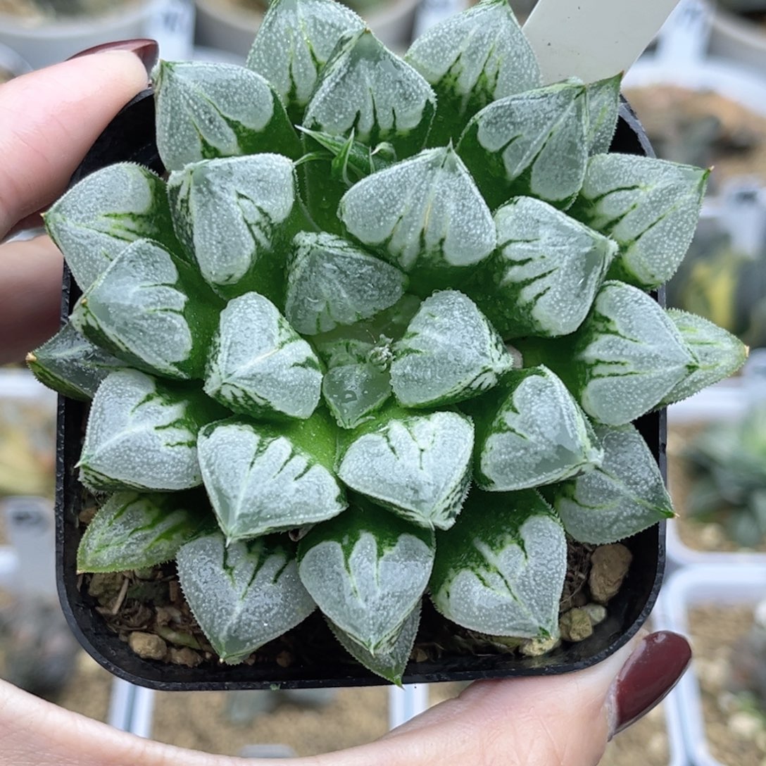 116爱心寿福利专场