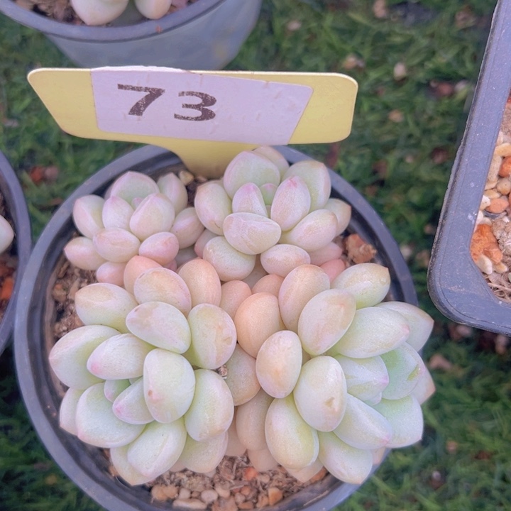 健健康康平平安安