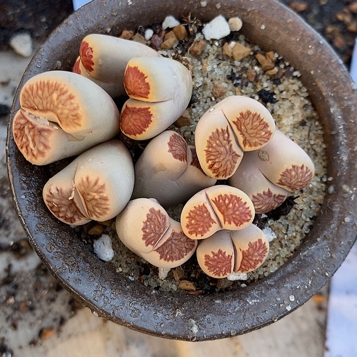 30305。 一组。 菊。  