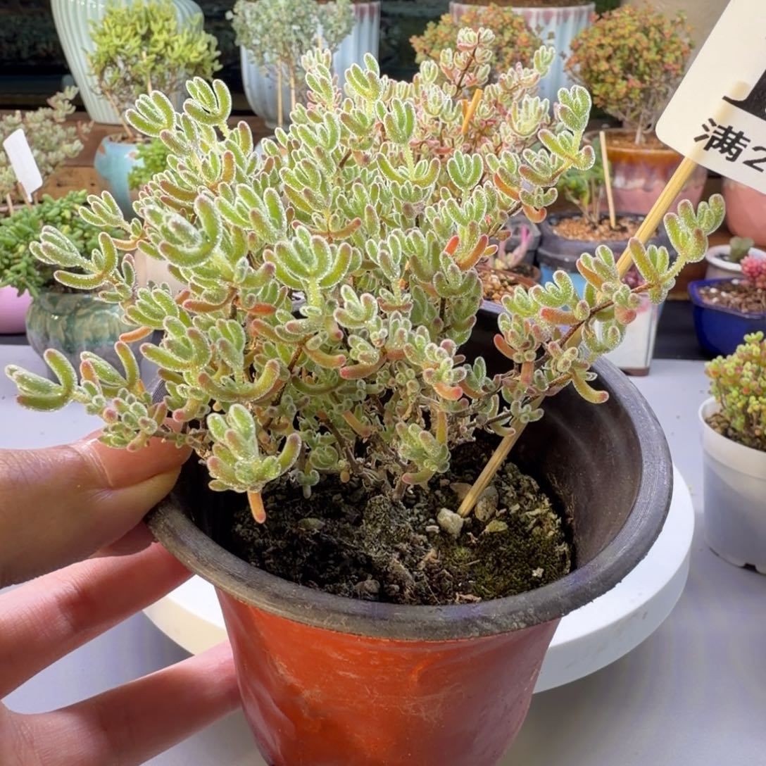 闪电冰紫枝干番㕿185