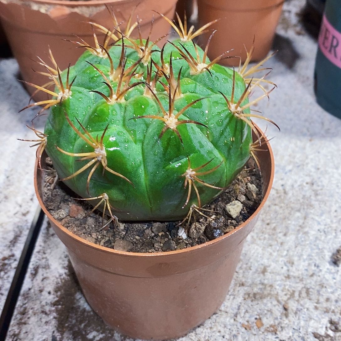 新世界1111111111111个