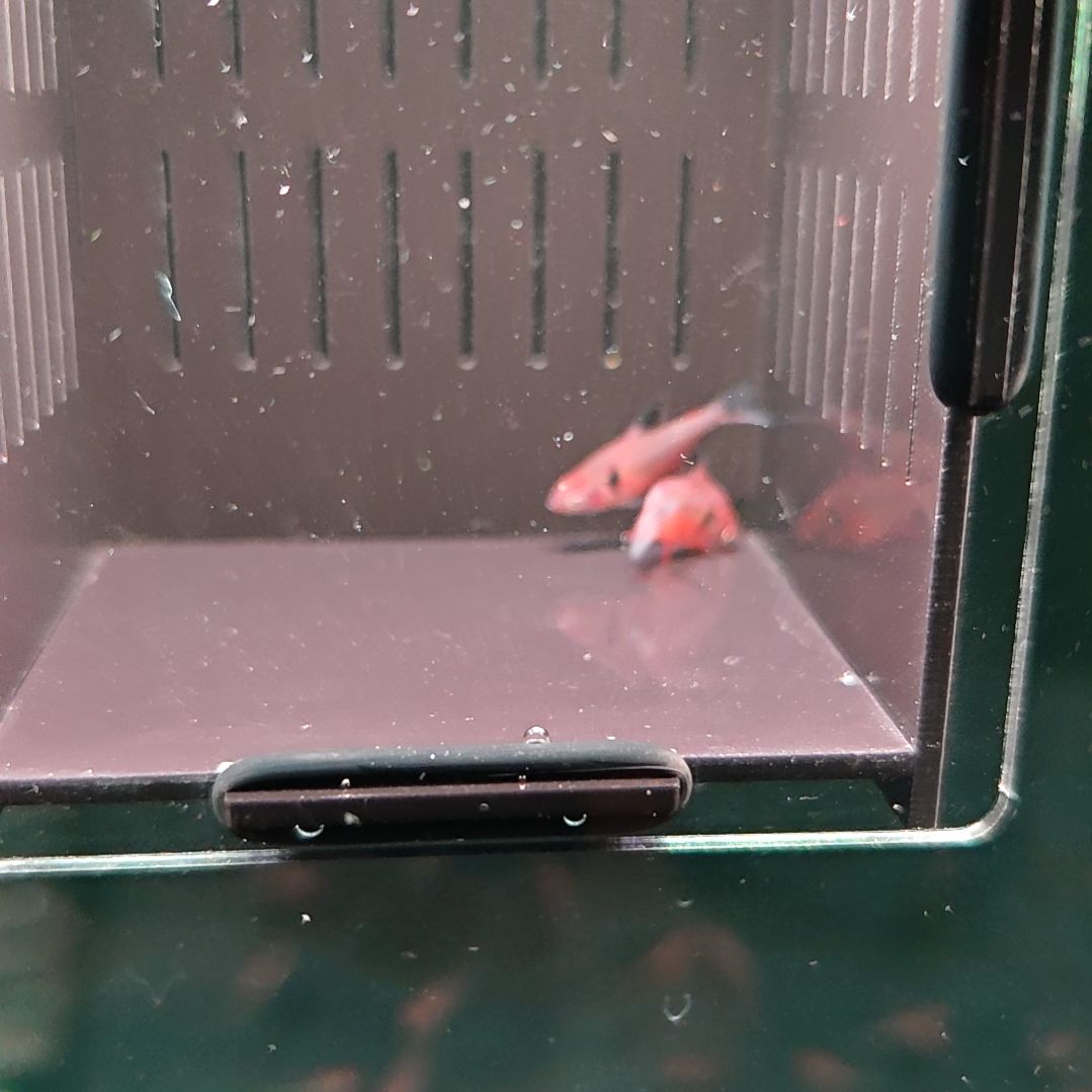 灯科鱼潘塔纳尔旗2条