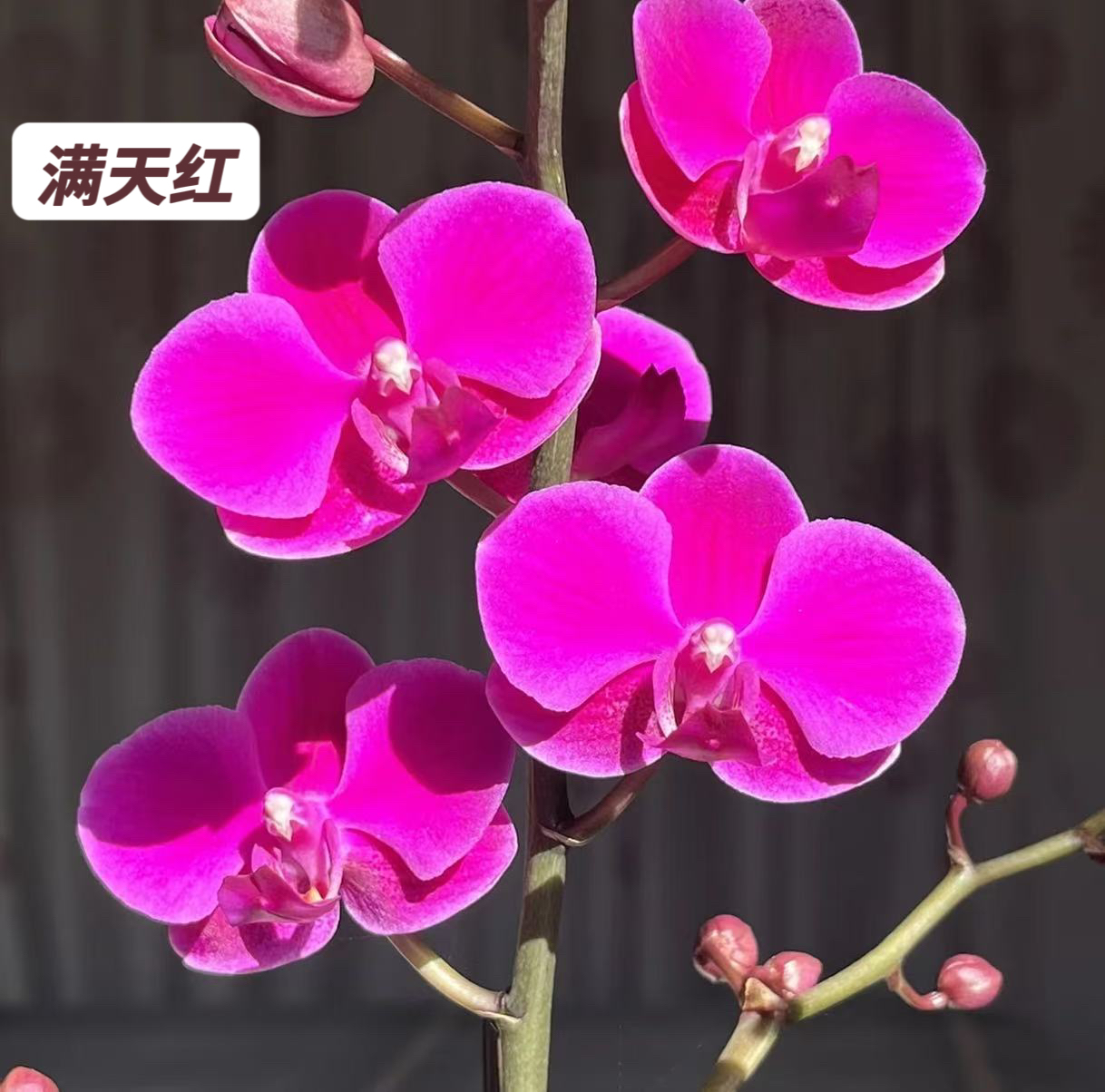 蝴蝶兰-【满天红3.0】苗子3.0寸加高杯基地直发（无花无梗）