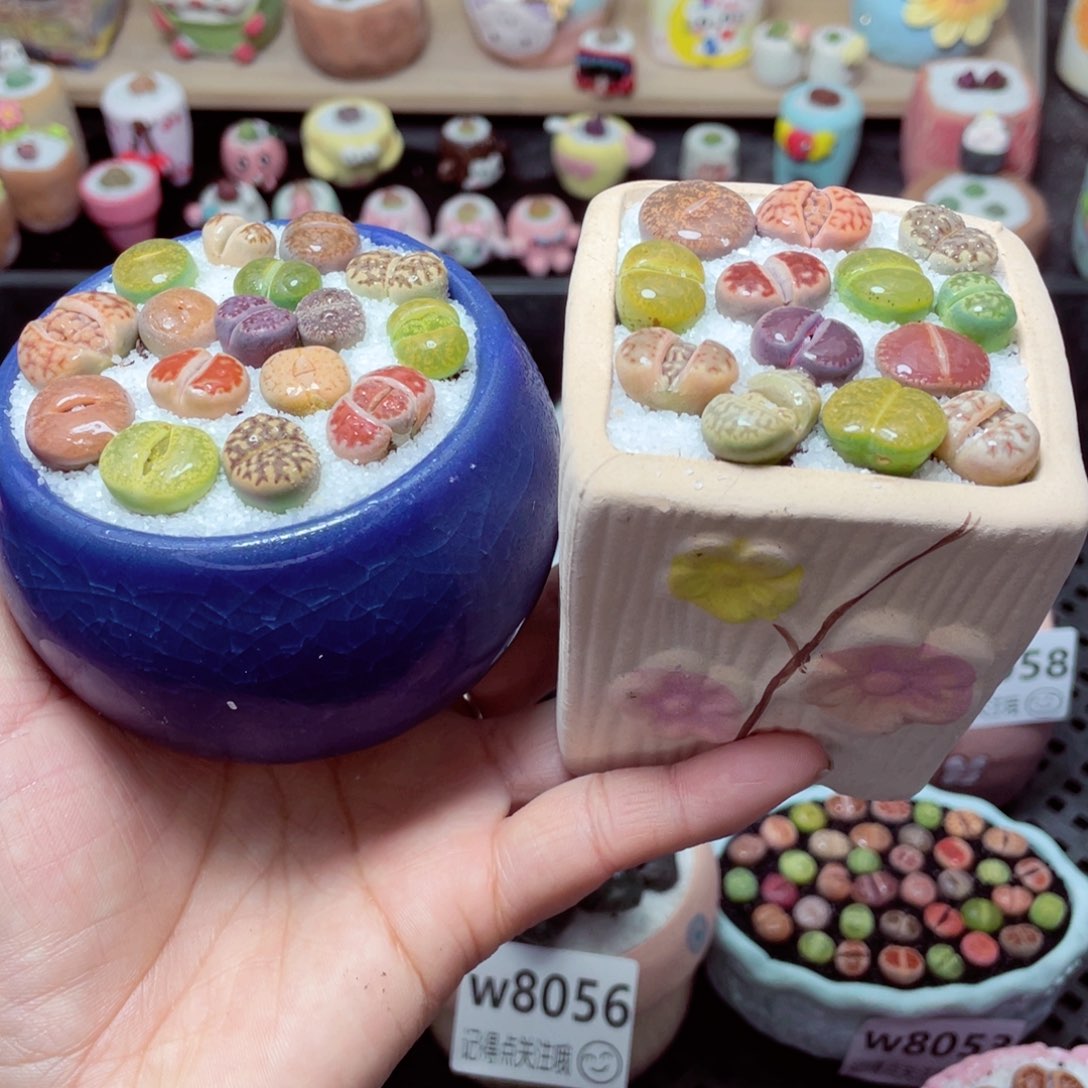 w8062 带盆土发货-零下地区拍保温箱