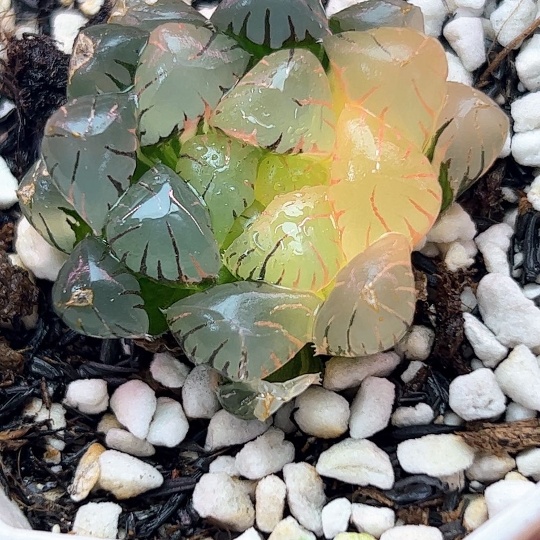 冰灯锦十二卷多肉植物