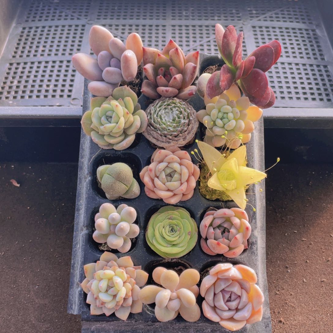 15颗多肉植物组合