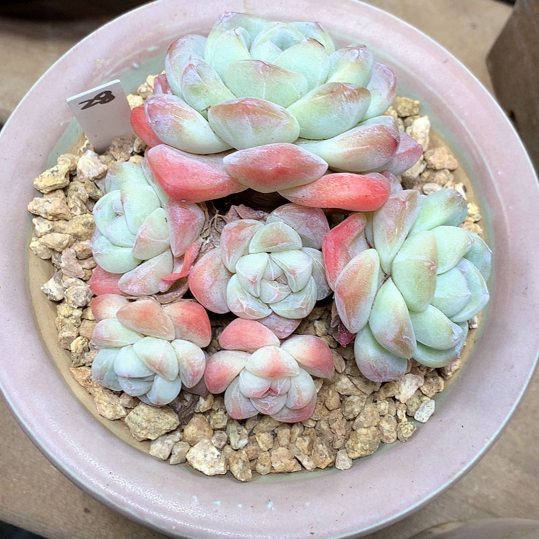 冰玉冰玉冰玉冰玉冰玉