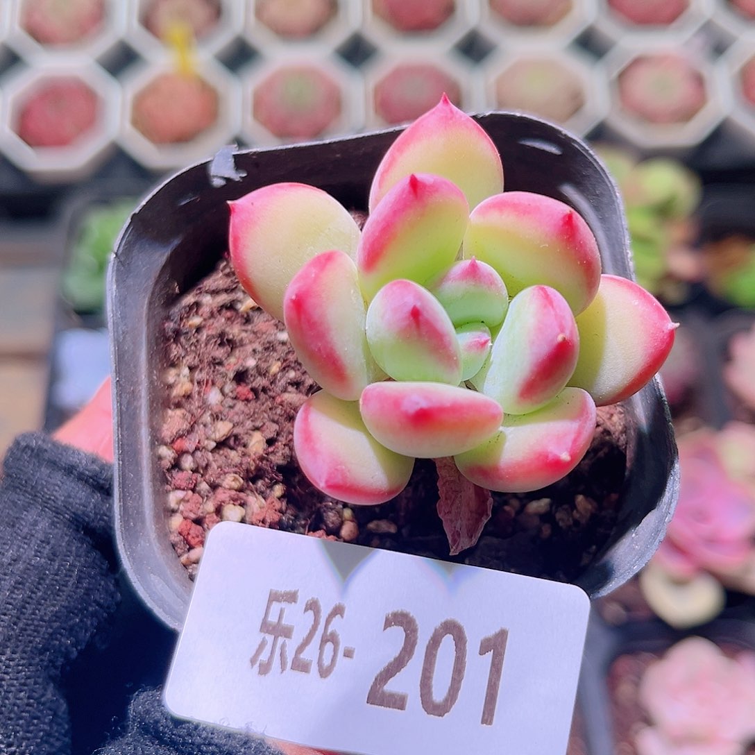 乐然26-201 蜜糖单头 