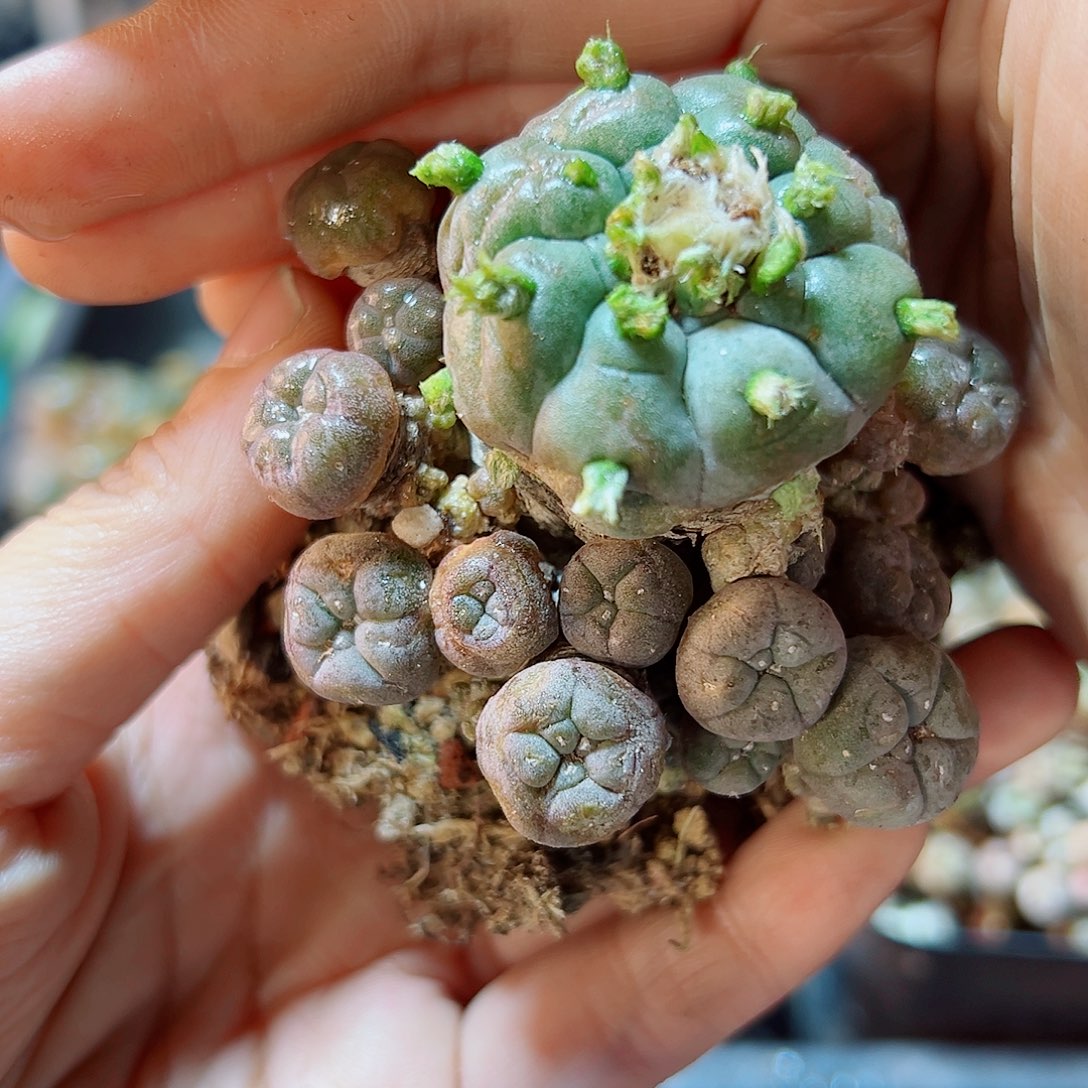 自根子吹乌6公分有老皮