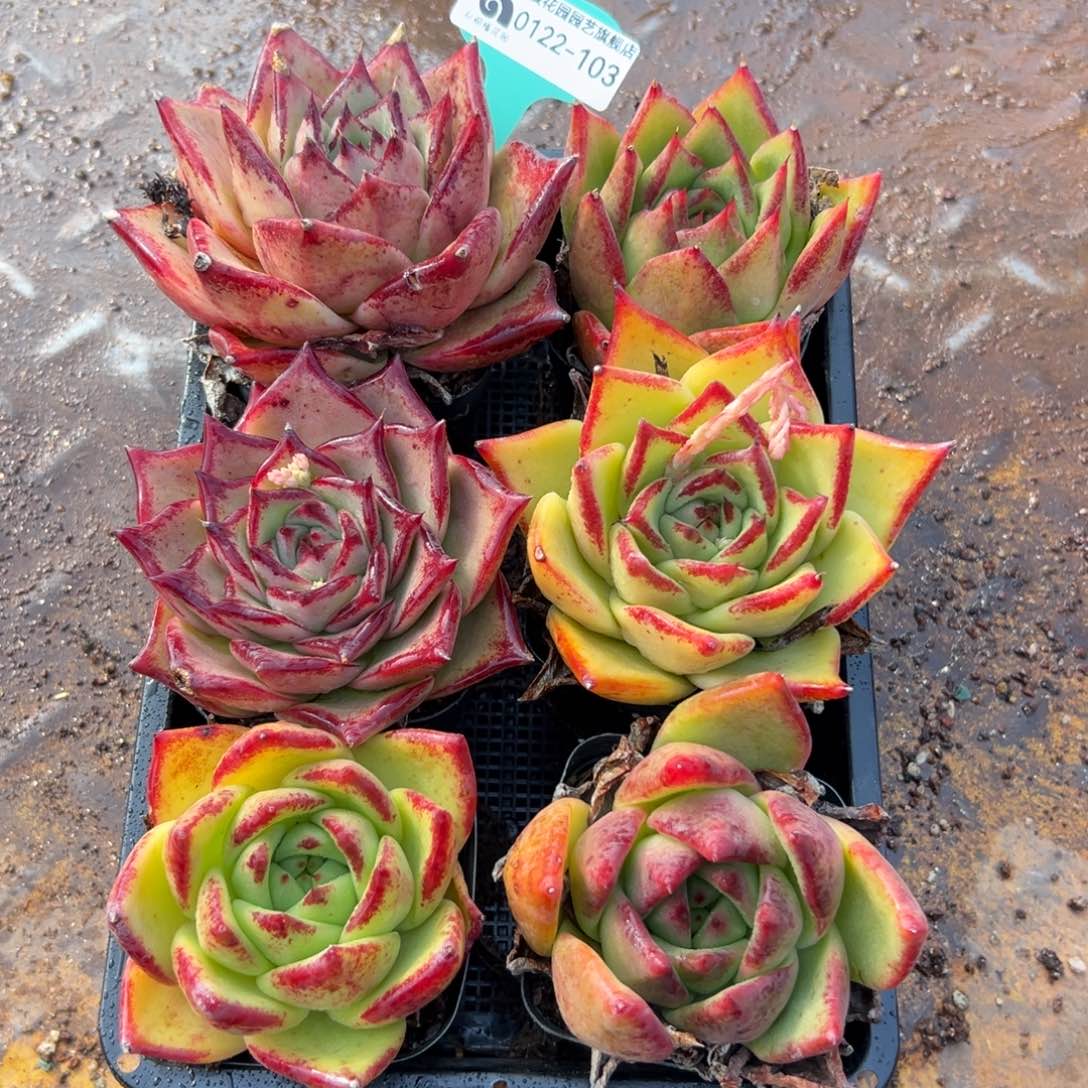 多肉精选编号0122.103