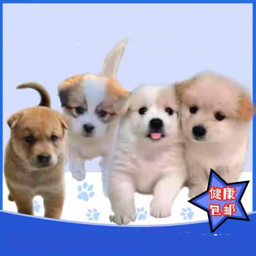 直播挑选中华田园犬混血犬活体幼犬拉拉柯基博美比熊混血蝴蝶幼犬