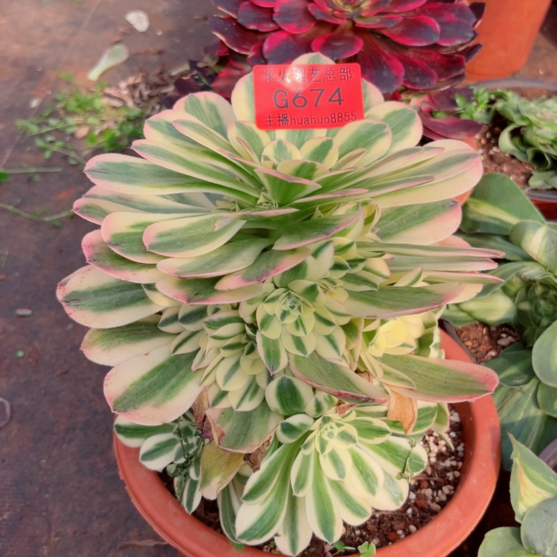 迈巴赫674多肉植物