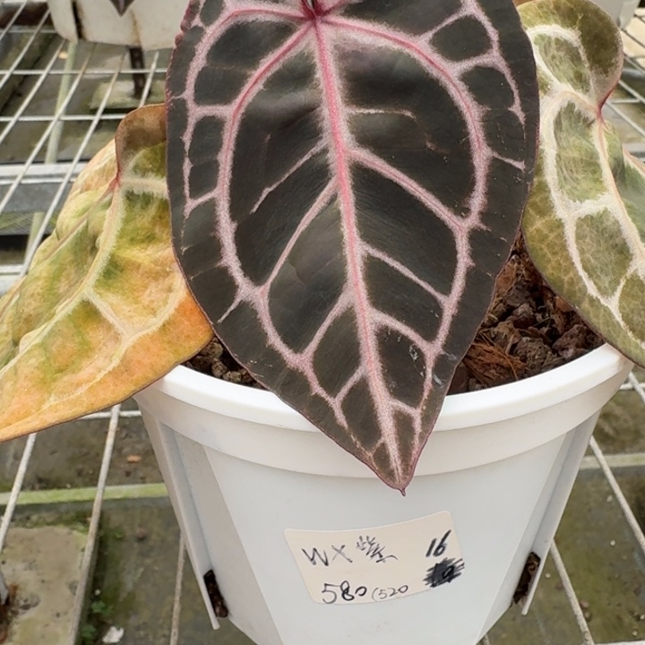 完全开放16号wonderboy紫